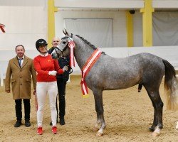 Pferd Dawn of Daylight (Deutsches Reitpony, 2020, von Dallmayr K)