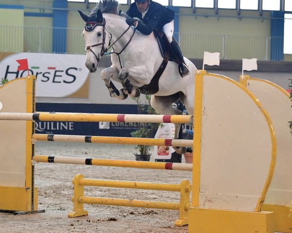 jumper Call Me Ps Z (Zangersheide riding horse, 2013, from Cristallo I) jumper Call Me Ps Z (Zangersheide riding horse, 2013, from Cristallo I)