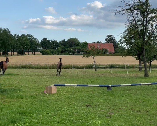 Video von Callynero