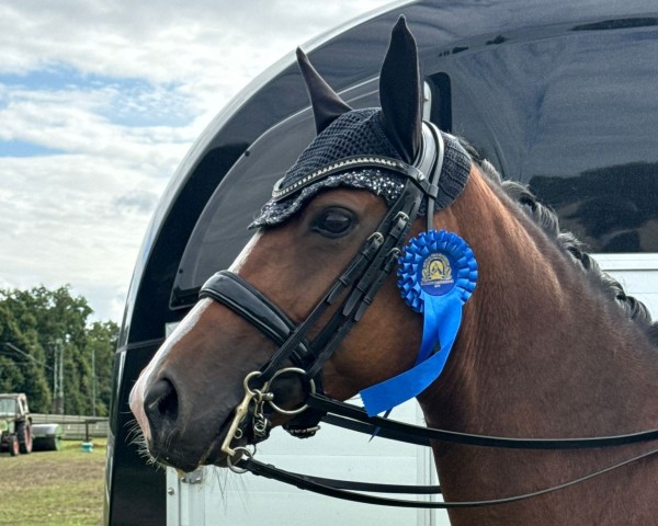 dressage horse Lanaiza (Hanoverian, 2017, from Lissaro) dressage horse Lanaiza (Hanoverian, 2017, from Lissaro)