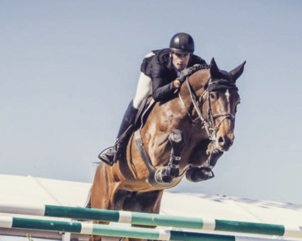 Zuchtstute Z7 Diamond (Irish Sport Horse, 2011, von Diamant de Semilly)