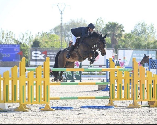 stallion Tres Bien Z (Zangersheide riding horse, 2015, from Toulon)