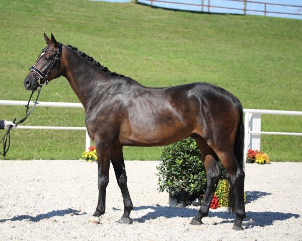 horse Quinn (German Sport Horse, 2015, from Quaterback)