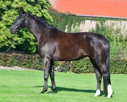 Dressurpferd Donata H (Deutsches Sportpferd, 2015, von Desperados FRH)