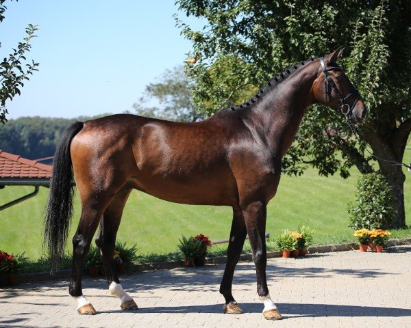 Dressurpferd Guapo 34 (Deutsches Sportpferd, 2015, von Goldberg)