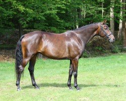 horse Win Charlott (German Sport Horse, 2014, from Fürstenball)