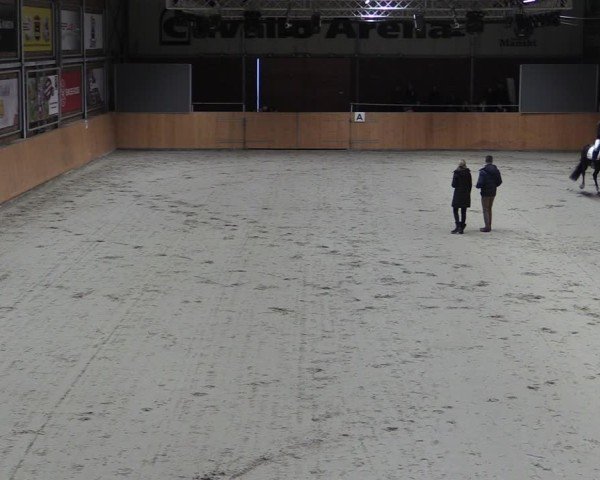 Reitturnier Güstrow/Cavallo Arena  2024