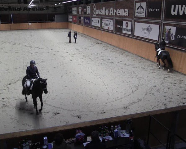 Reitturnier Güstrow/Cavallo Arena  2024