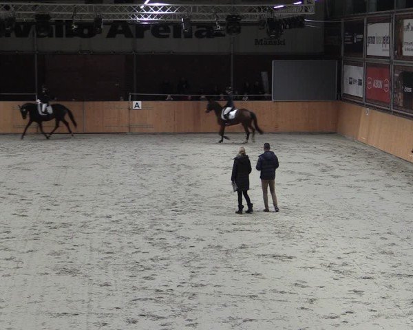 Reitturnier Güstrow/Cavallo Arena  2024