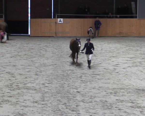 Reitturnier Güstrow/Cavallo Arena  2024