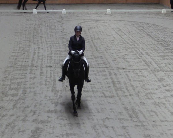 Reitturnier Güstrow/Cavallo Arena  2024