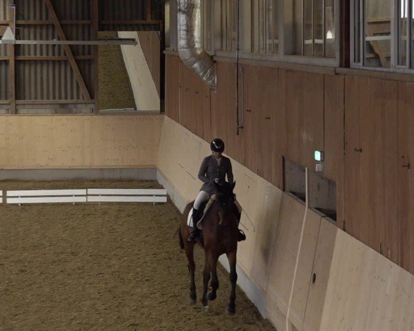 Reitturnier Uster 2024