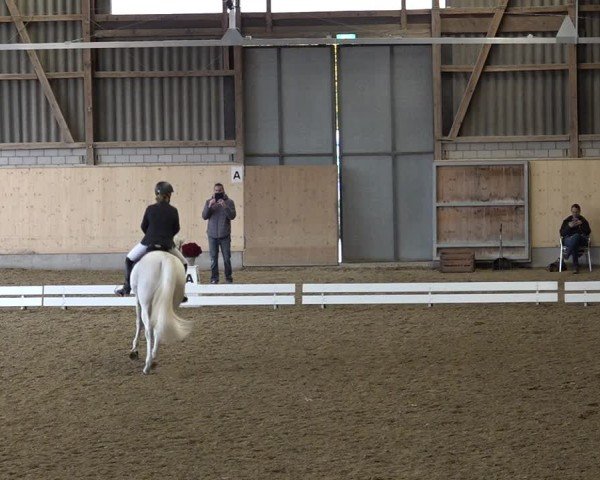 Reitturnier Uster 2024