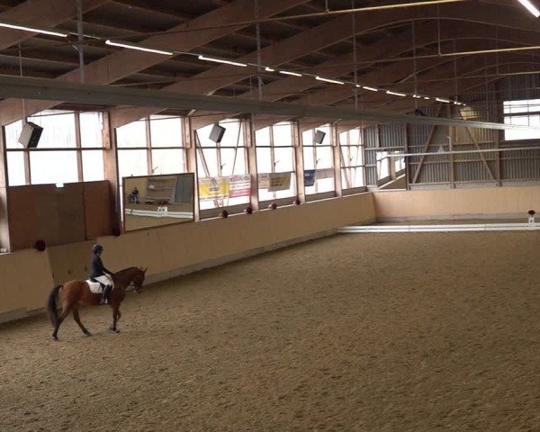 Reitturnier Uster 2024