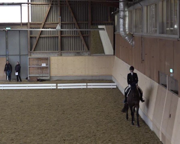 Reitturnier Uster 2024