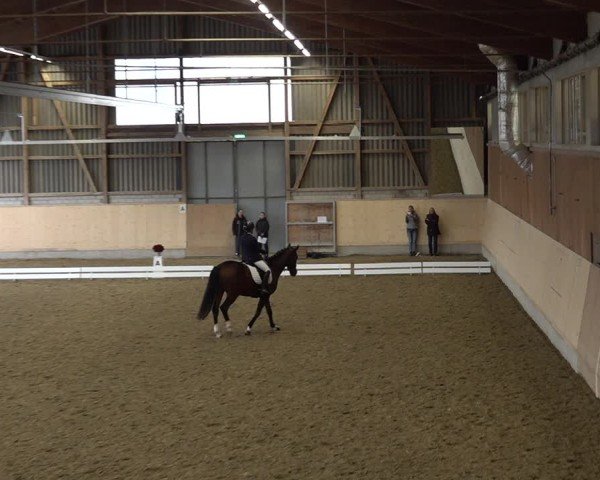 Reitturnier Uster 2024