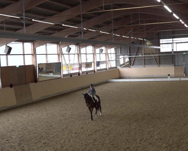 Reitturnier Uster 2024