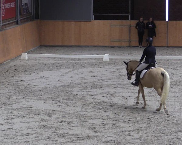 Reitturnier Güstrow/Cavallo Arena 2024