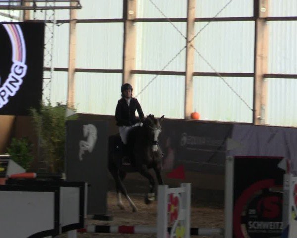 Reitturnier Pausin 2024