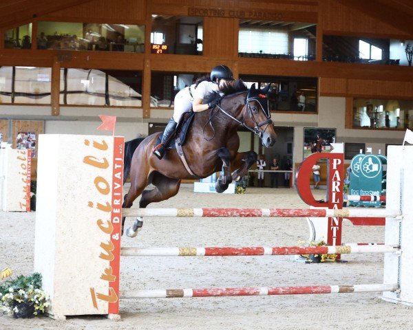 horse Glorie B (KWPN (Royal Dutch Sporthorse), 2011, from Campbell VDL)