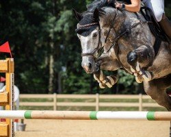 jumper Ostivero (German Warmblood, 2017, from Ostinato xx)