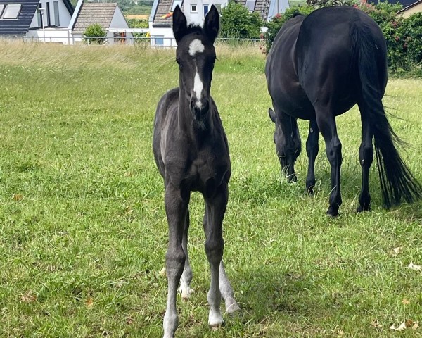 broodmare En Vogue JS (Oldenburg, 2024, from Extreme U.S.)