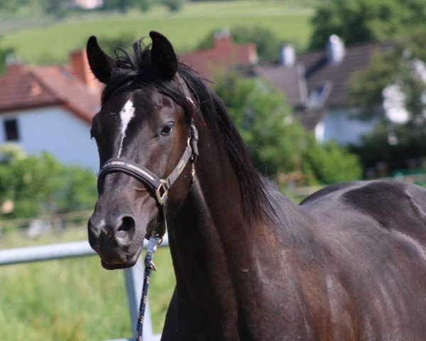 stallion Impressionist JS (Oldenburg, 2022, from Asgard's Ibiza)