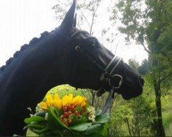 Zuchtstute Ilaria JS (Trakehner, 2011, von Hibiskus)