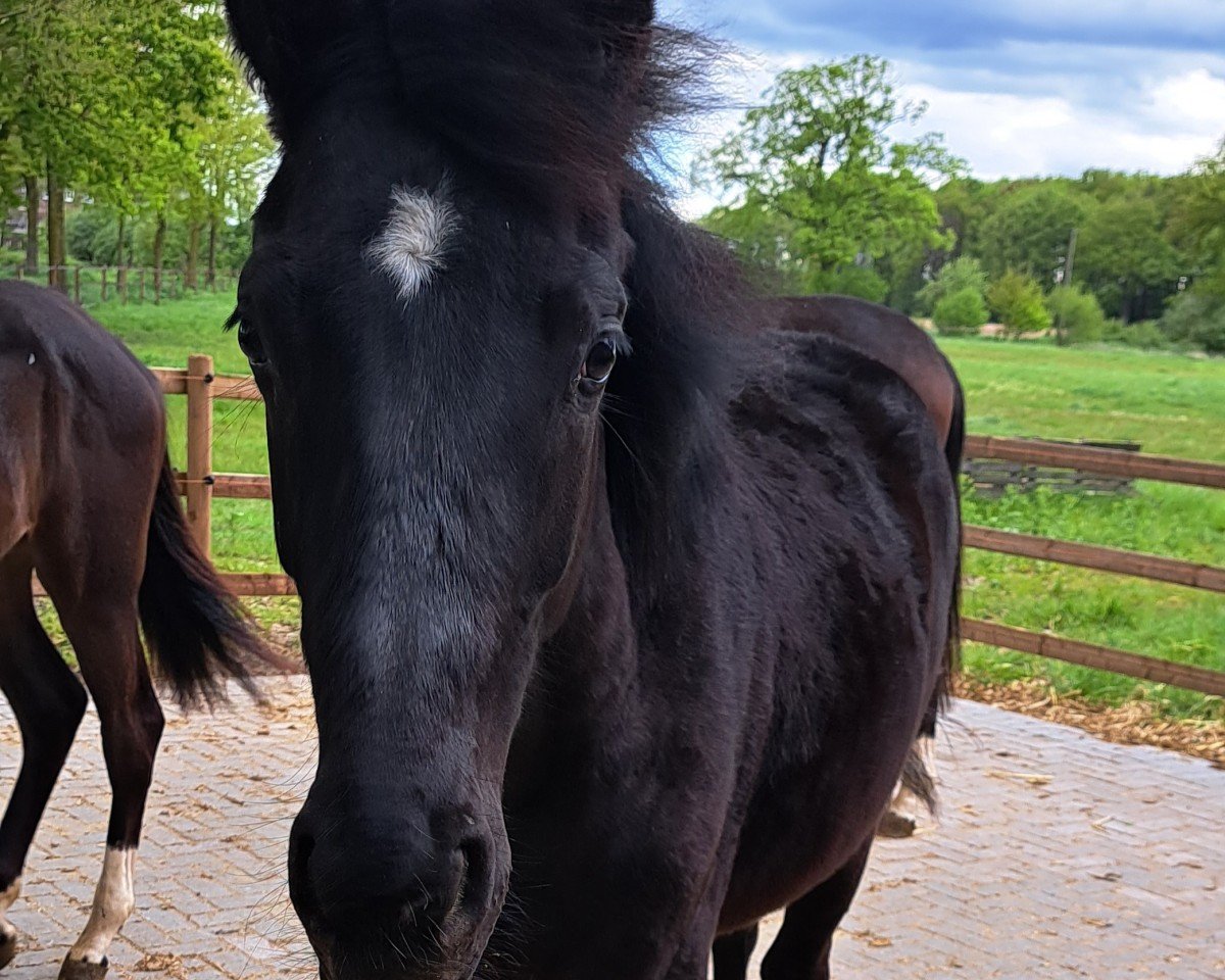 broodmare Inverness JS (Oldenburg, 2023, from Asgard's Ibiza)