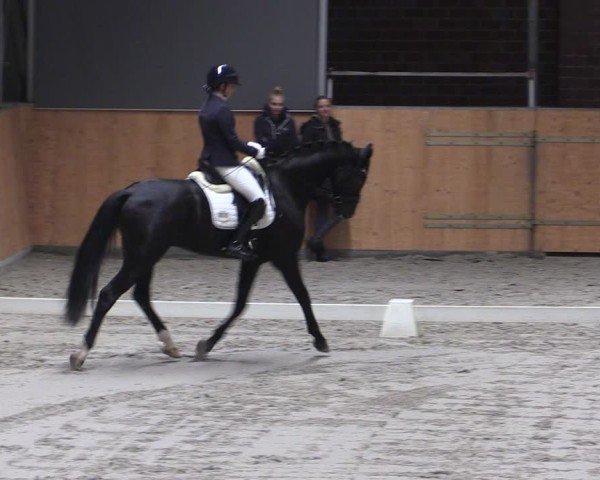 Reitturnier Güstrow/Cavallo Arena  2024