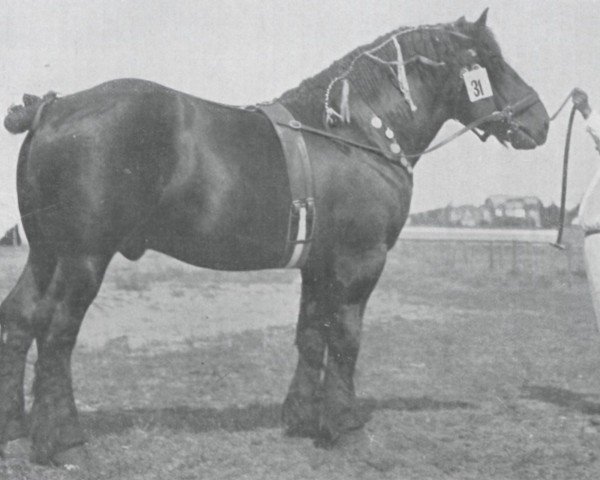 stallion Isaac de Laboureur (Brabant/Belgian draft horse, 1918, from Laboureur d'Isaac)