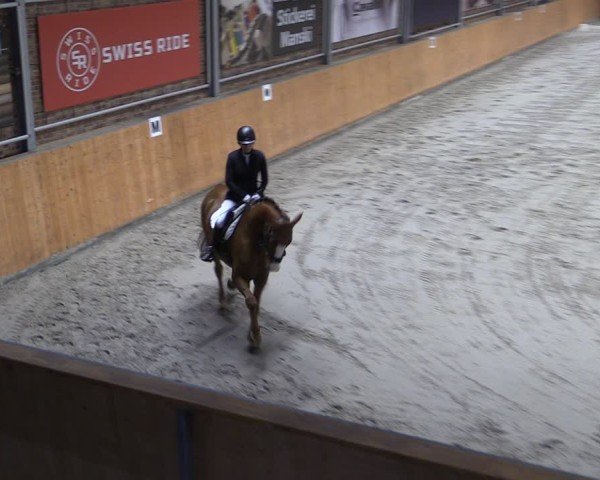 Reitturnier Güstrow/Cavallo Arena  2024