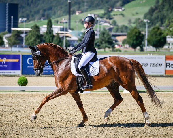 dressage horse Darlington 22 (Hanoverian, 2014, from Dimaggio)