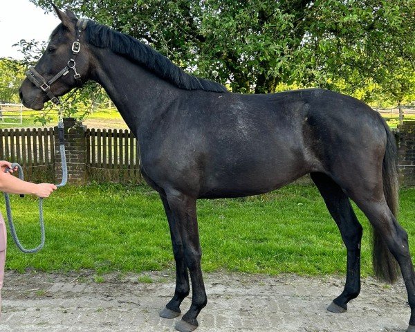 Pferd Viel Vergnügen 3 (Hannoveraner, 2021, von Vaderland OLD)