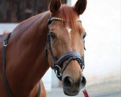 dressage horse Fitou 10 (Trakehner, 2003, from Maizauber)