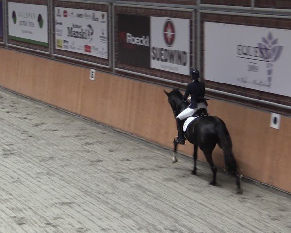 Reitturnier Güstrow/Cavallo Arena  2024