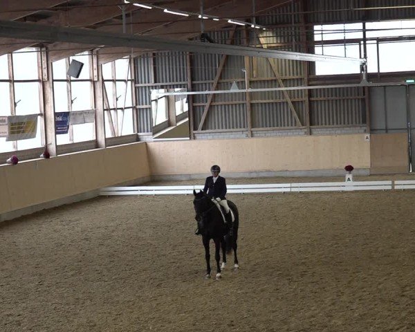Reitturnier Uster 2024