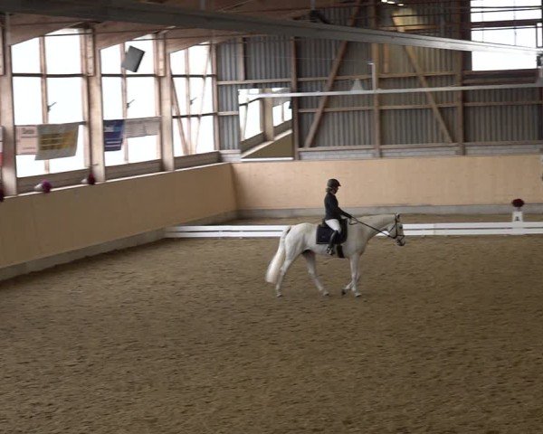 Reitturnier Uster 2024
