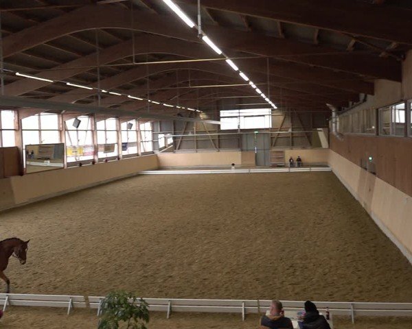 Reitturnier Uster 2024