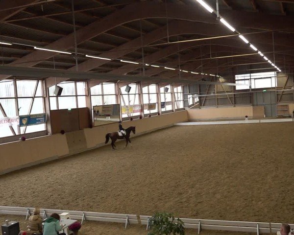 Reitturnier Uster 2024