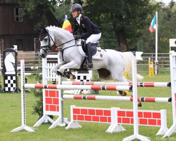 broodmare Pearl 98 (German Riding Pony, 2006, from Potter)
