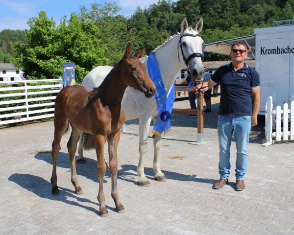 jumper Frida Lente JB (Oldenburg show jumper, 2019, from Zinedream)