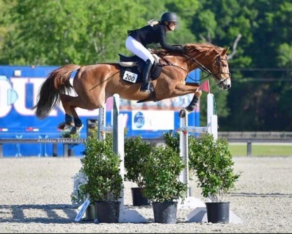 Springpferd Fashion Prince (Hannoveraner, 2010, von For Edition)
