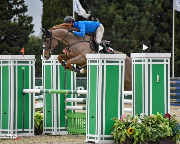 Springpferd Billy Brisk (Anglo Europäisches Sportpferd, 2015, von Billy Congo)