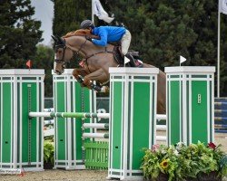 jumper Billy Brisk (anglo european sporthorse, 2015, from Billy Congo)