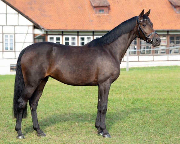 horse Damona 10 (German Sport Horse, 2017, from Damon)