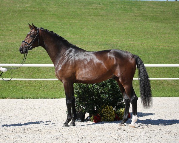horse Florentino CS (German Sport Horse, 2017, from Florenz 71)