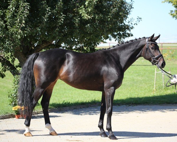 dressage horse Finestra 10 (German Sport Horse, 2017, from Finest)