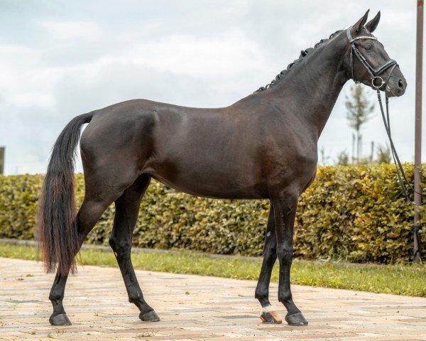 horse Baghira (German Sport Horse, 2021, from Bohemian)