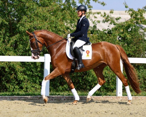Pferd Quentina 25 (Deutsches Sportpferd, 2020, von De Royal)